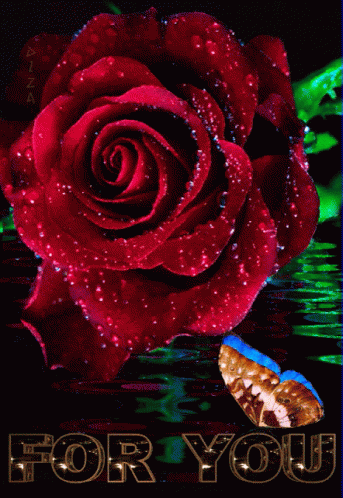 Rose Flower GIF - Rose Flower For You GIFs