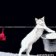 a white cat is standing in front of a clothesline with shirts hanging from it .