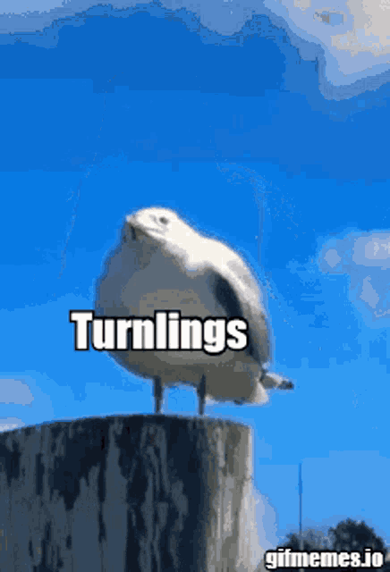 a seagull sitting on top of a stump with the words turnings written on it