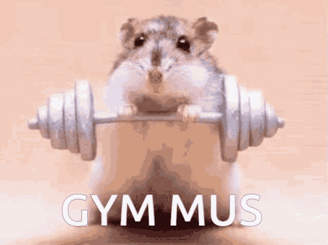 a hamster is holding a dumbbell with the words gym mus written on the bottom