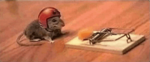 Mouse Helmet GIF - Mouse Helmet GIFs