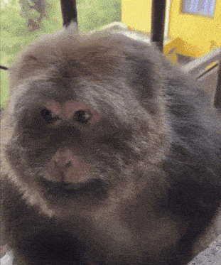 a close up of a monkey looking at the camera with a yellow building in the background