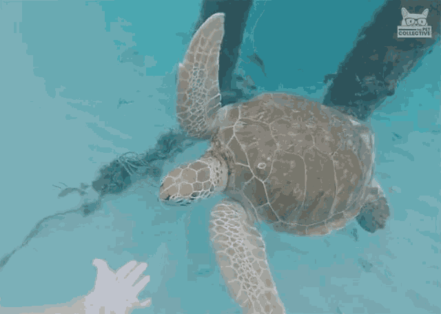 a sea turtle is swimming in the ocean with a cat collective logo behind it