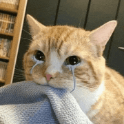 a cat with tears running down its face is sitting on a blanket