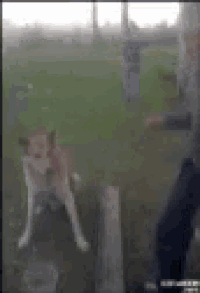 a person is standing next to a dog that is standing in the grass .