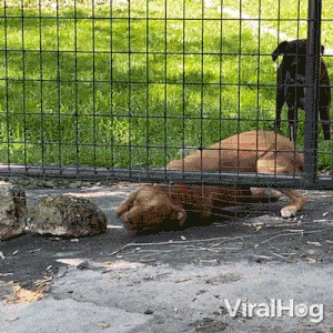 Going Under The Fence Dog GIF - Going Under The Fence Dog Viralhog GIFs