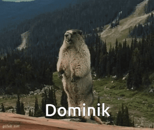 Dominik Marmot GIF - Dominik Marmot GIFs