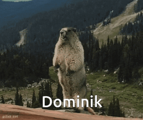 a squirrel standing on its hind legs with the name dominik on the bottom