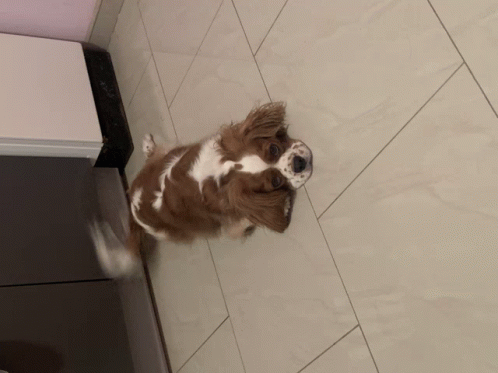 Waiting For You Dog GIF - Waiting For You Dog Mmmh GIFs
