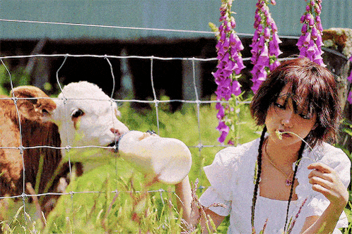a woman feeding a cow a bottle of milk behind a fence