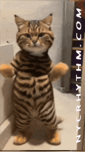 a picture of a cat with the website nycrhythm.com written on the bottom