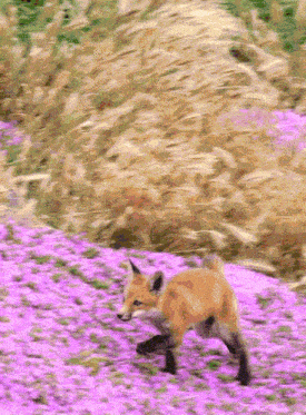 a fox running through a field of purple flowers