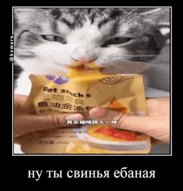 a cat is eating a bag of pet snacks