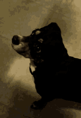 a black and white dog with a collar is looking at the camera