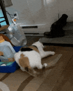 a calico cat is laying on a rug in a living room next to a dog