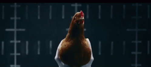 And For My Next Trick: GIF - Chicken Music Dance GIFs