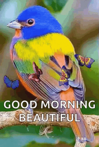Good Morning Butterflies GIF - Good Morning Butterflies Parrot GIFs