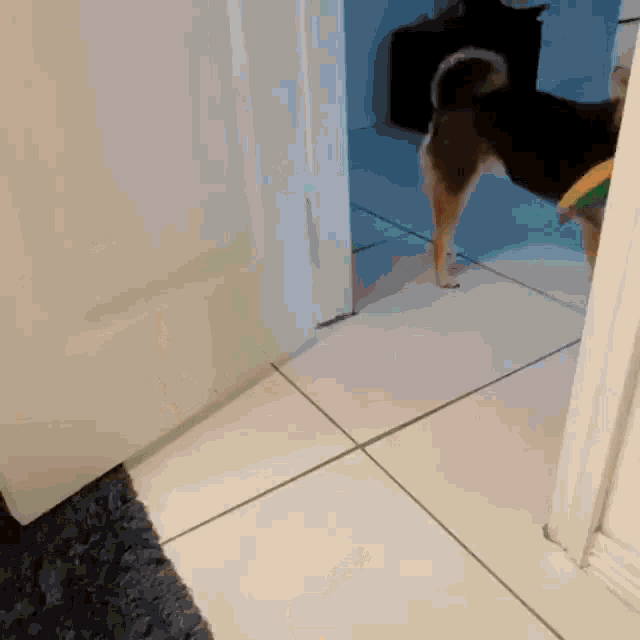 a dog is walking through a doorway in a room
