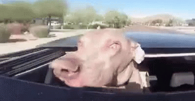 Windows Down, Cheeks Out GIF - Dog Dogs Puppy GIFs