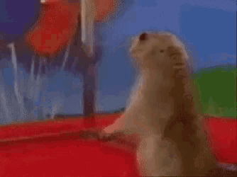 a close up of a prairie dog looking at the camera .