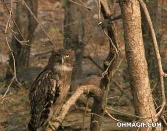 Owl Bird GIF - Owl Bird Birds GIFs