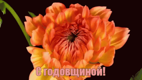 с годовщиной поздравляю цветы GIF - Happy Anniversary Congratulations Flower GIFs
