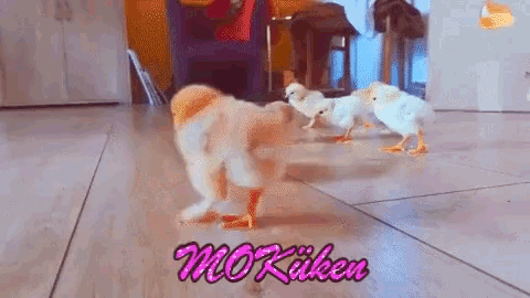 a group of chickens are walking on a tiled floor in a room with the word chicken on the bottom .