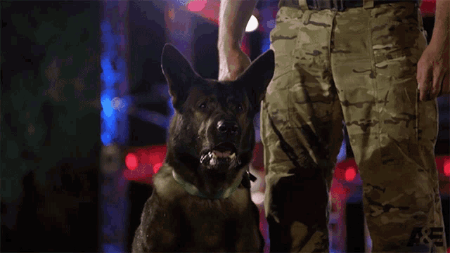 a man in a camouflage pants holds a dog