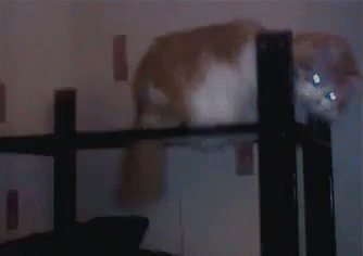 Cat Smooth GIF - Smooth Cat Hat GIFs