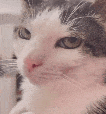 Judging Cat Side Eye GIF - Judging Cat Cat Judging GIFs