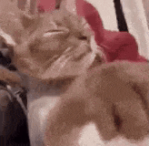 a cat is laying on a bed with its eyes closed and looking at the camera .