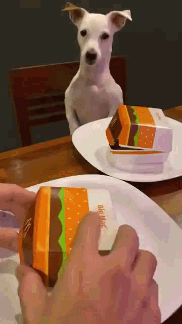 Dog Food GIF