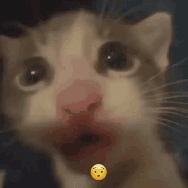 a close up of a cat 's face with a yellow smiley face .