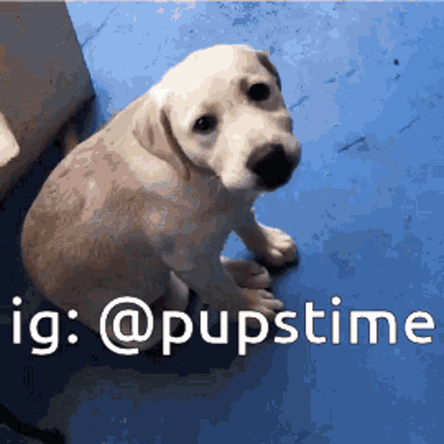 a puppy is sitting on a blue floor with the words ig : @pupstime above it
