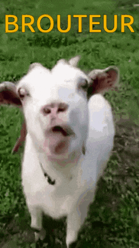 a white goat standing in a grassy field with the word brouteur written in yellow