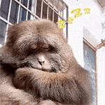 a close up of a monkey sleeping on a window sill with its eyes closed .