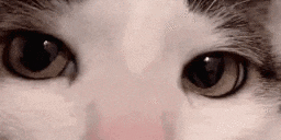 a close up of a cat 's eyes looking at something .
