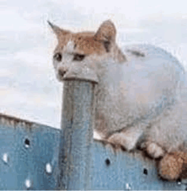 a cat is sticking its tongue out of a metal pipe .
