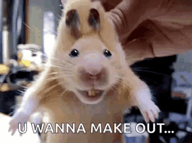 a close up of a person holding a hamster with the words `` u wanna make out '' written next to it .