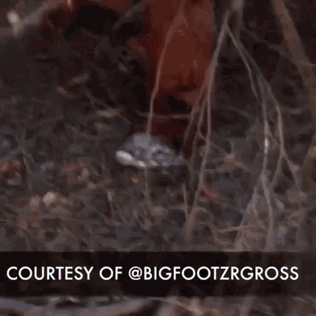 Four Rest Films Big Foot GIF - Four Rest Films Big Foot Gross GIFs