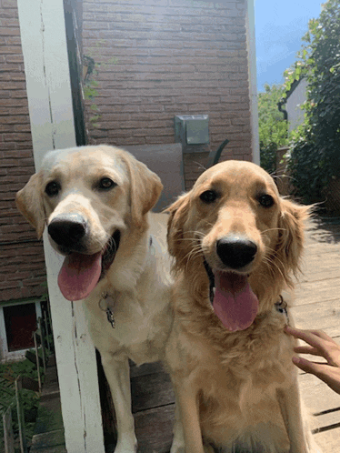 two dogs are standing next to each other with their tongues hanging out