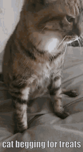 Cat Begging GIF - Cat Begging For GIFs