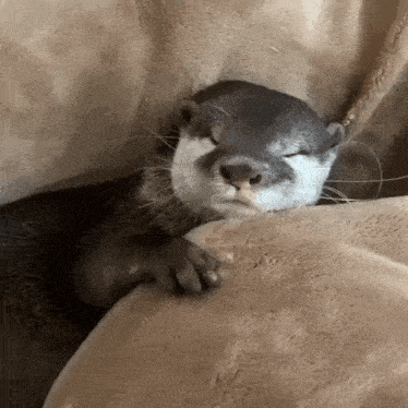 a close up of an otter sleeping on a blanket
