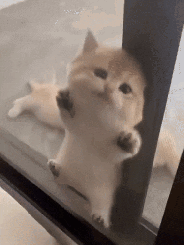 a kitten is peeking out of a screen door and looking at the camera .
