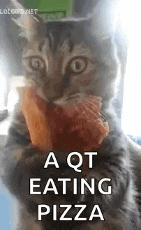 a cat is eating a piece of pizza with the words `` a qt eating pizza '' written above it .