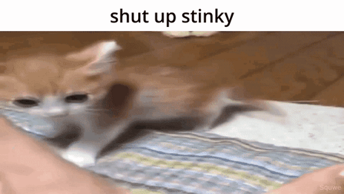 Shut Up Stinky Cat GIF - Shut Up Stinky Cat GIFs