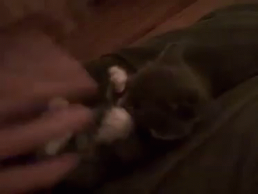 Kitten Cat GIF - Kitten Cat Tickle GIFs