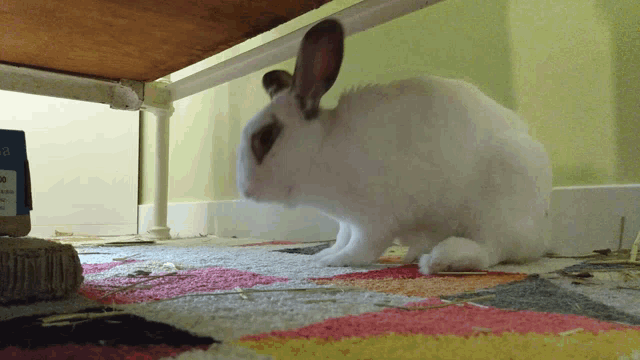 Rabbit Cute GIF - Rabbit Cute Yawn GIFs