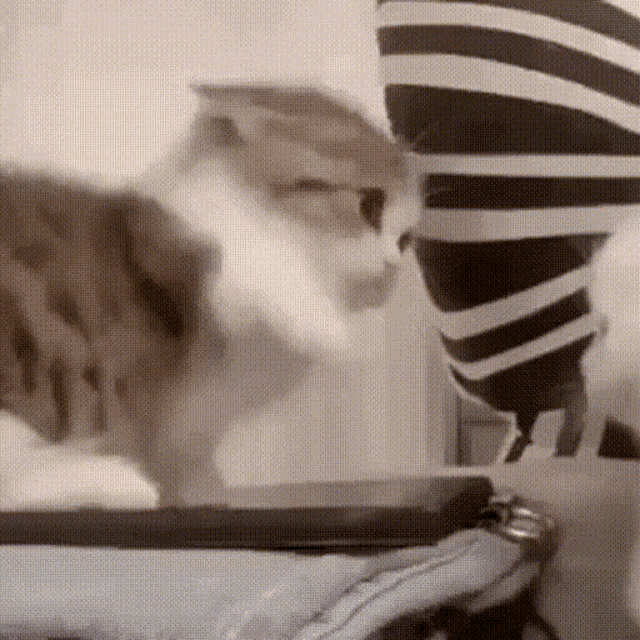 a cat is standing next to a person wearing a striped shirt and looking at them .