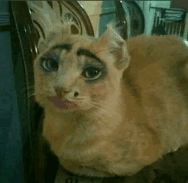 a cat with fake eyebrows is sitting on a chair
